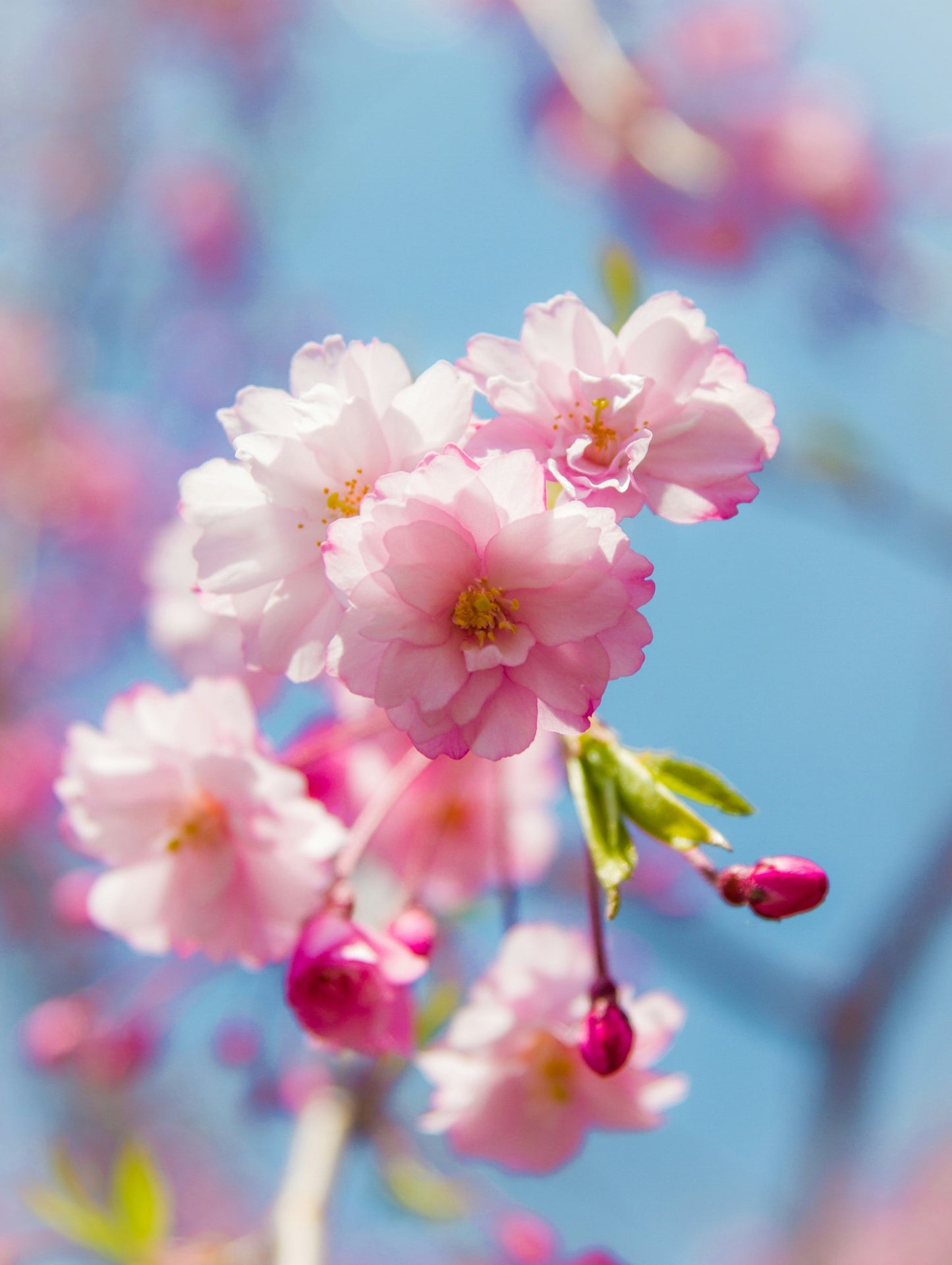 Boucles d'oreilles Cerisiers en fleurs | Goutte d'eau