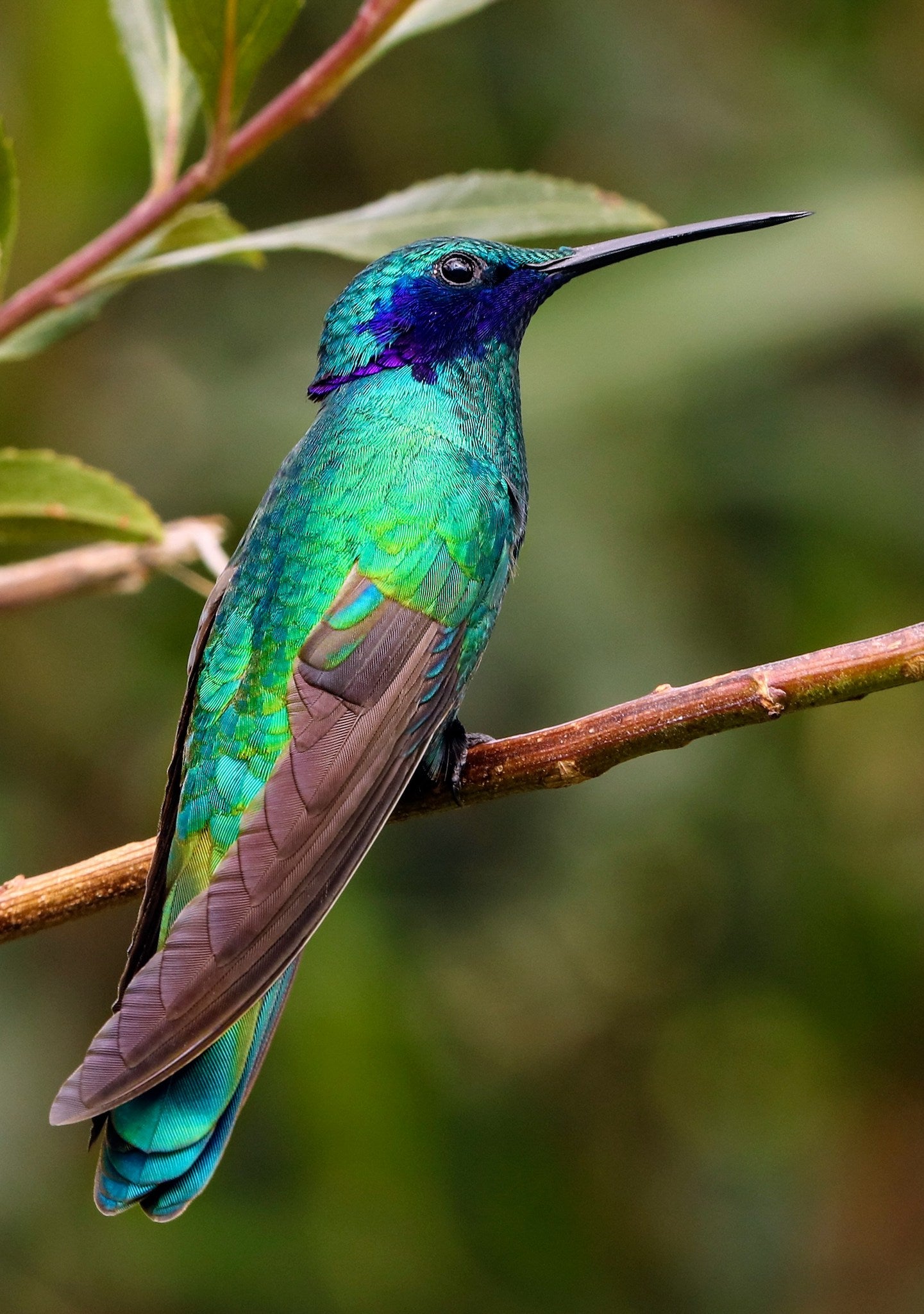 Boucles d'oreilles Colibri | Galet