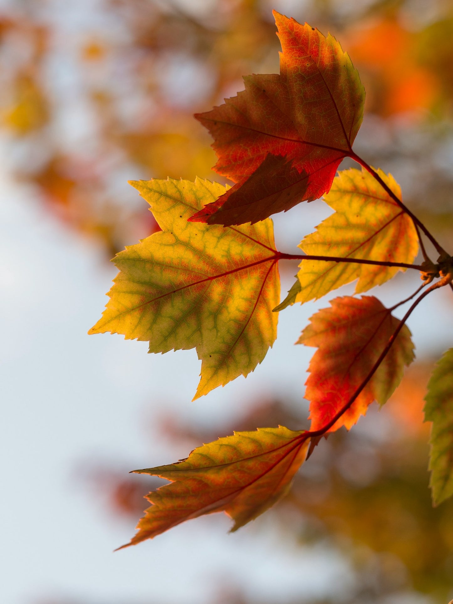 Boucles d'oreilles Feuilles d'automne | Demi-lune