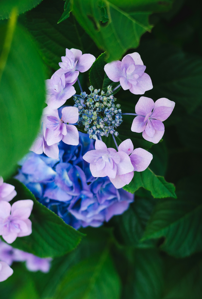 Boucles d'oreilles Hortensia | Coeur